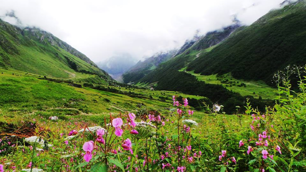 Valley-Of-Flowers--1000x562