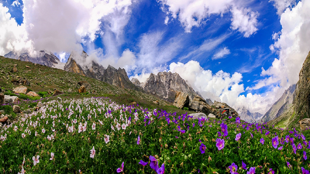 Valley of flowers- 1000x562