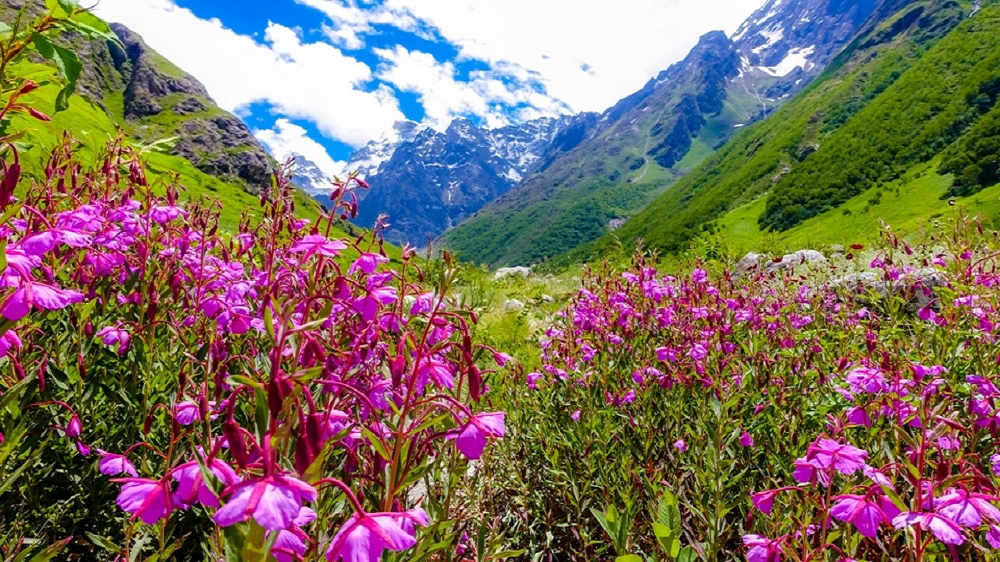 valley of flowers 1000x562